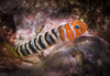 Banded Cleaner-Goby - Photo (c) Valeria Mas, some rights reserved (CC BY-NC), uploaded by Valeria Mas