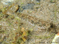 Common Goby photo 5