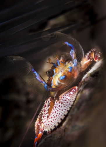 Petrolisthes sanfelipensis (Petrolisthes sanfelipensis)