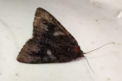 Catocala antinympha