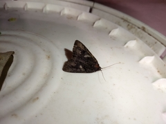 Catocala antinympha