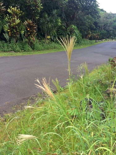 Radiate Fingergrass (Chloris radiata) · iNaturalist