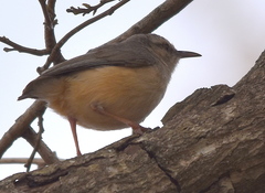 Sylvietta rufescens pallida