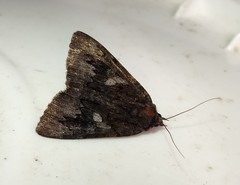 Catocala antinympha