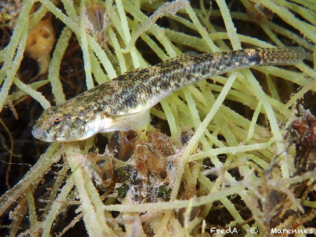 Common Goby