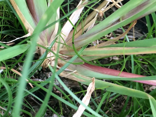Chloris radiata