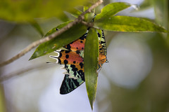 Chrysiridia rhipheus