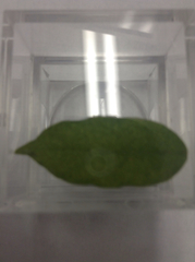 Bignonia capreolata
