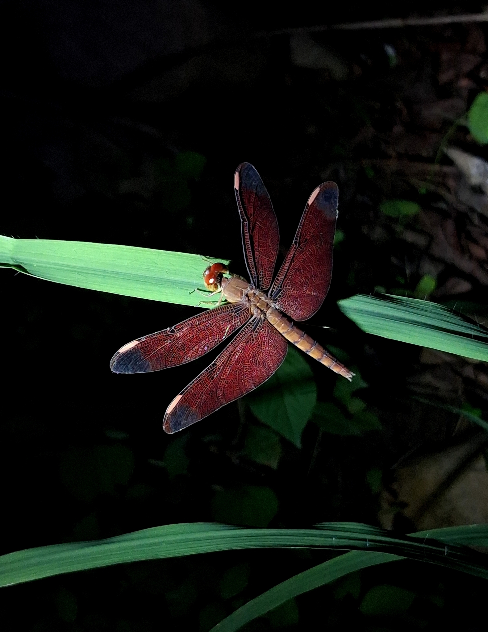 Fulvous Forest Skimmer