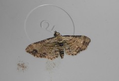 Chloroclystis sphragitis