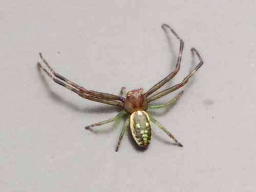 Diaea ambara photo 3