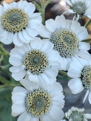 Achillea pyrenaica, photograph (c) Ana Garcia, some rights reserved (CC BY)