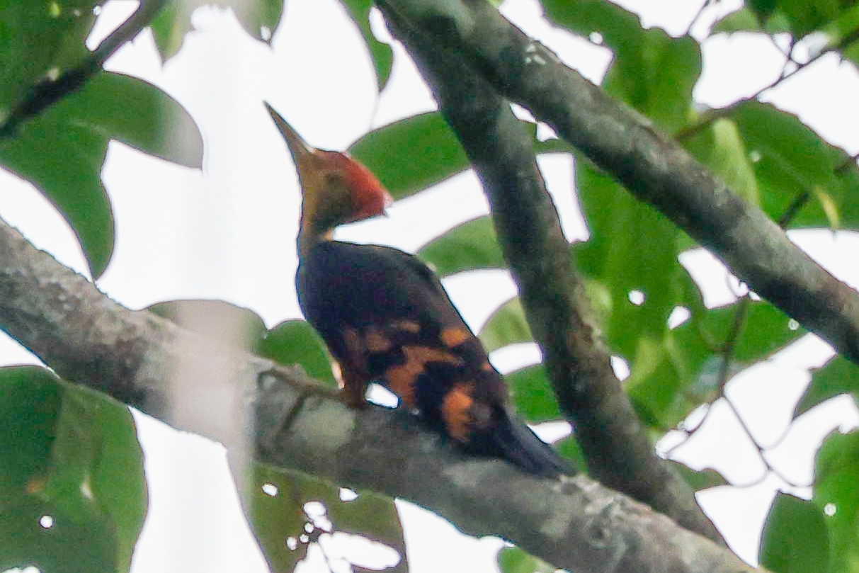 Orange-backed Woodpecker (Chrysocolaptes validus)
