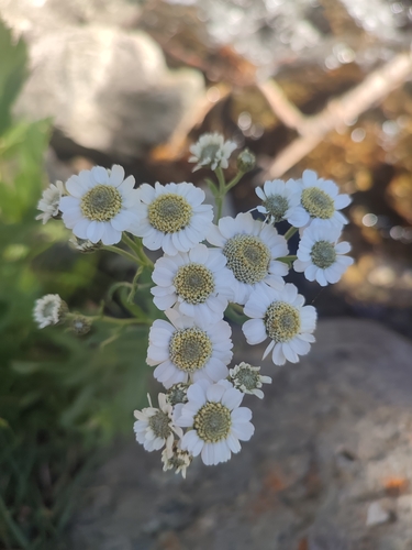 Achillea pyrenaica, photograph 6