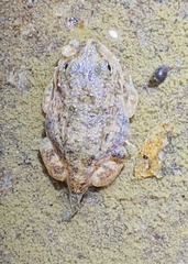 Pseudophryne guentheri