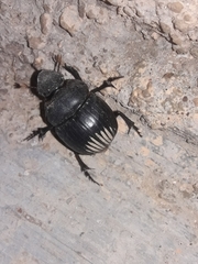 Dichotomius carolinus