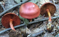 Cortinarius harrisonii