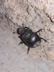Dichotomius carolinus