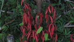 Cyrtosia septentrionalis, photograph (c) yajapin, some rights reserved (CC BY)