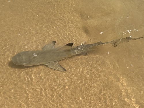 Blacktip reef shark