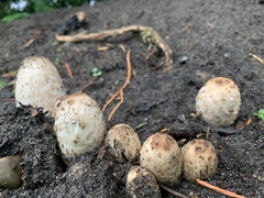 Coprinus comatus