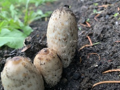 Coprinus comatus