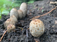 Coprinus comatus
