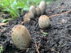 Coprinus comatus