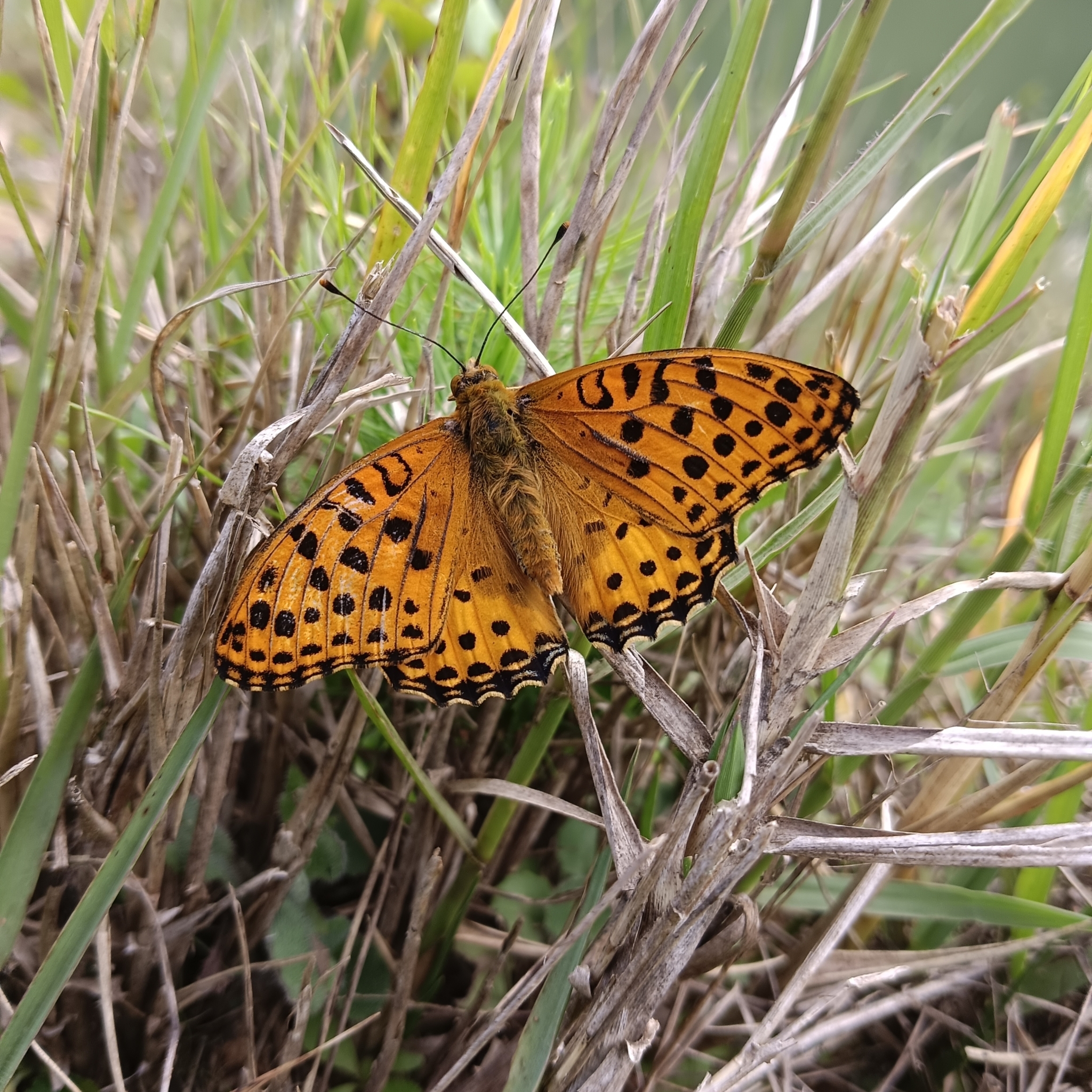 Tropical Fritillary