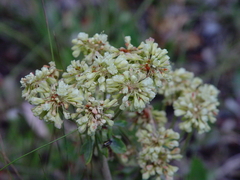 Oligogonum