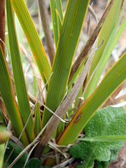 Libertia peregrinans