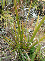 Libertia peregrinans