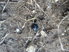 Pasimachus californicus