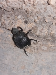 Dichotomius carolinus