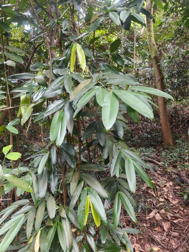 Bintangor Bunut (Calophyllum soulattri)