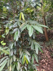 Calophyllum soulattri, photograph (c) grass_0, some rights reserved (CC BY)