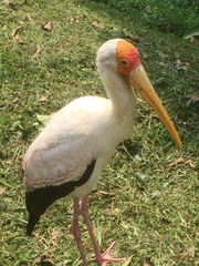 Mycteria ibis