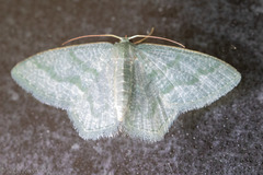 Chloropteryx