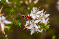 Melanerythrus mactans