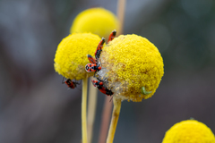 Melanerythrus mactans