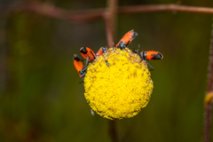 Melanerythrus mactans