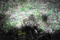 Lithobates neovolcanicus