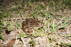 Lithobates neovolcanicus