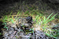 Lithobates neovolcanicus