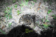 Lithobates neovolcanicus