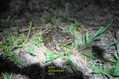 Lithobates neovolcanicus