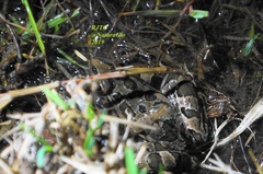 Lithobates neovolcanicus