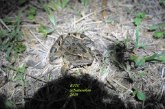 Lithobates neovolcanicus