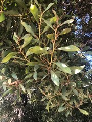 Acacia pycnantha