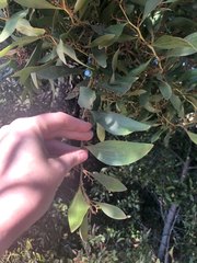 Acacia pycnantha